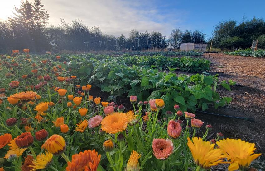 Community Wellness Garden