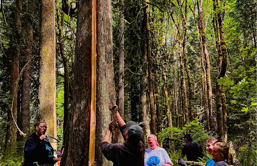 Cedar Pull Full Image