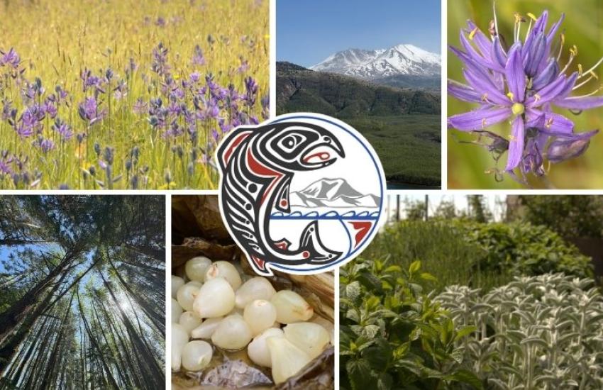 A collage of natural scenes and elements, featuring Camas Prairies, Mount St. Helens, a close-up of a camas flower, towering forest trees, Cooked Camas, and a lush garden, along with the Cowlitz Indian Tribe logo in the center of the collage of images.