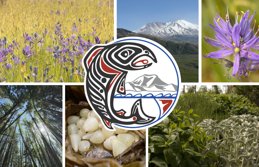 A collage of natural scenes and elements, featuring Camas Prairies, Mount St. Helens, a close-up of a camas flower, towering forest trees, Cooked Camas, and a lush garden, along with the Cowlitz Indian Tribe logo in the center of the collage of images.