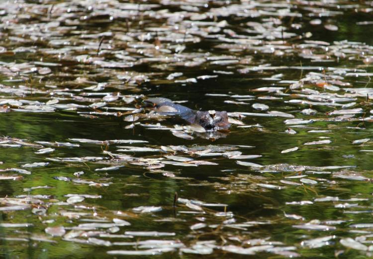 Beaver swimming in water around leaves after being released into the wild by the Cowlitz Indian Tribe