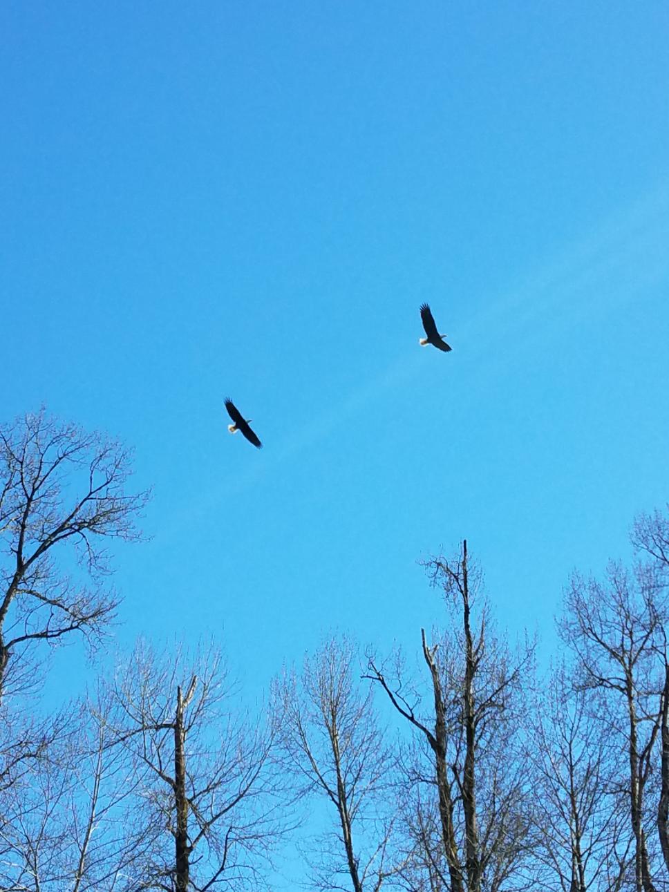 Cowlitz Eagle Repository