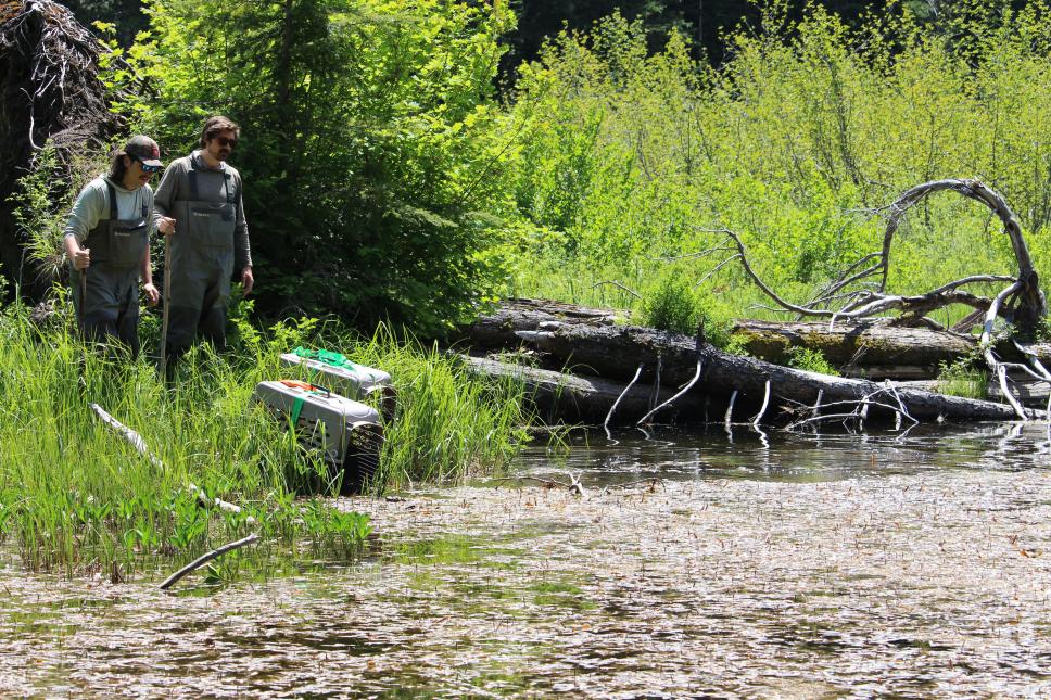 Wildlife Program manager releases beaver family into the wild